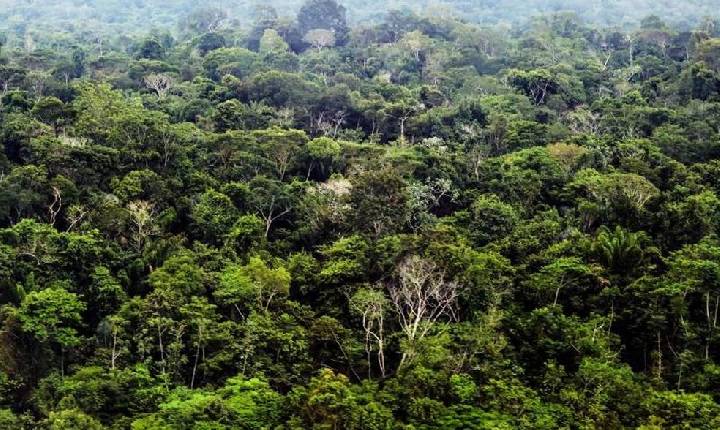 Ideflor-Bio realiza audiência pública em Santarém sobre concessão florestal na região Mamuru-Arapiuns