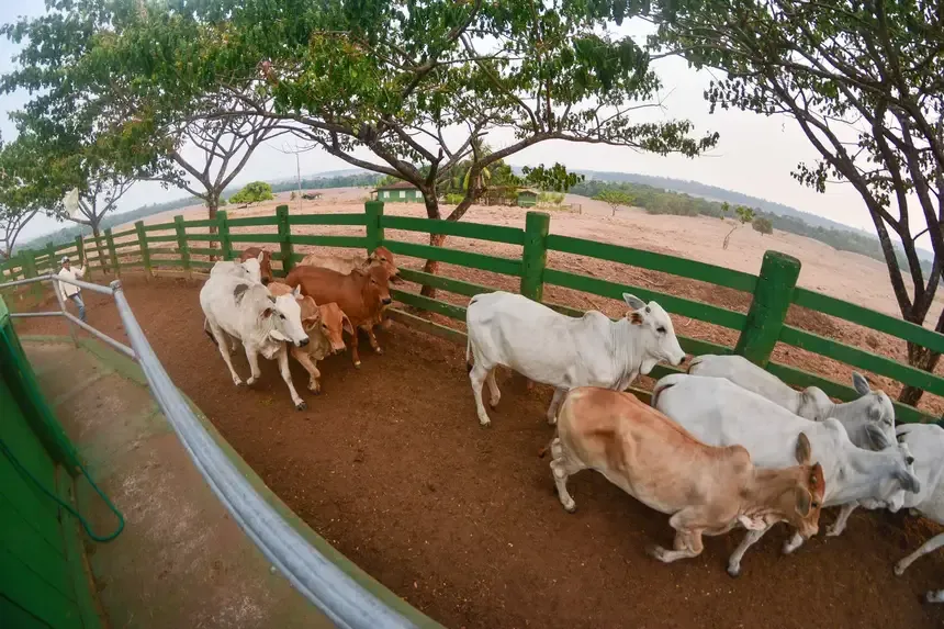 SeloVerde Pará ganha versão mobile e reforça transparência na pecuária sustentável