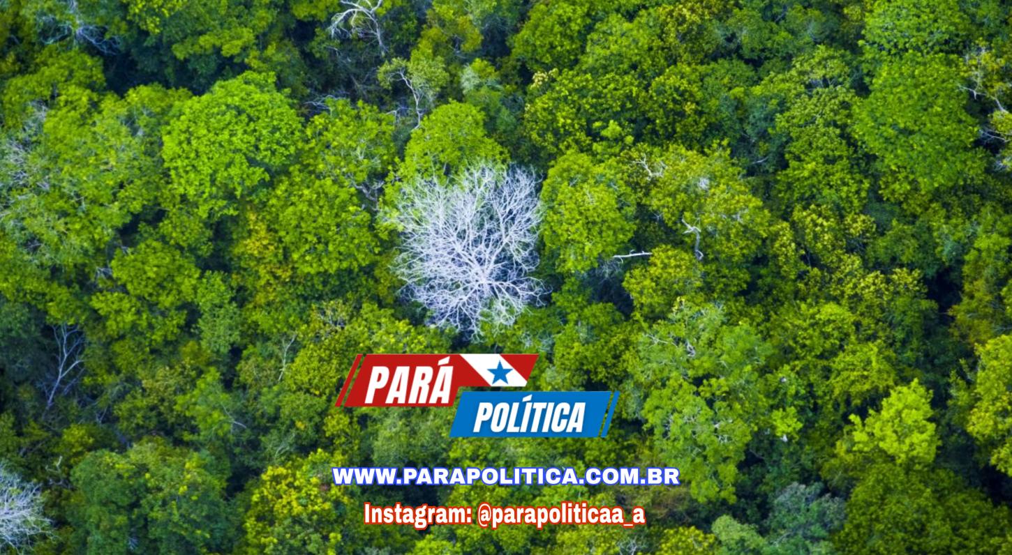 Pará reduz em 40% os alertas de desmatamento e supera média da Amazônia Legal, aponta Inpe