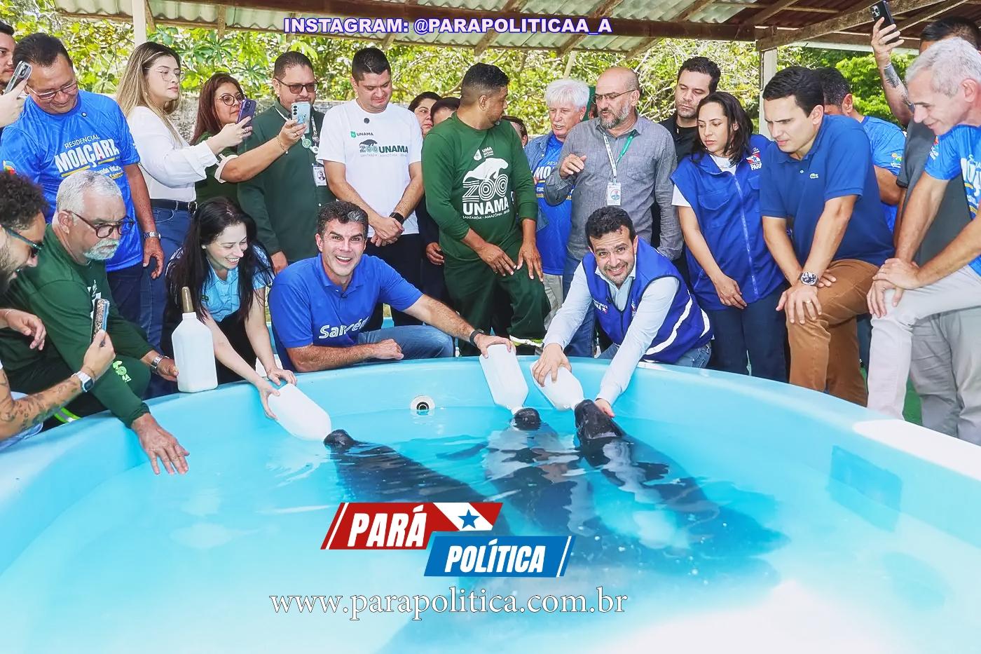 No Dia Estadual do Peixe-boi, governo do Pará reforça preservação da espécie com entrega de equipamentos à ZooUNAMA, em Santarém