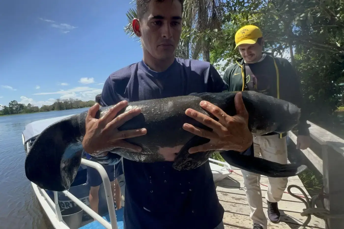 Filhotes de peixe-boi são resgatados no Baixo Amazonas e recebem apoio técnico da Semas
