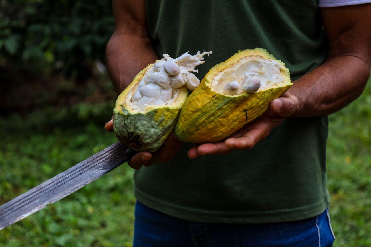 PlanBio posiciona o Pará como referência nacional na construção da bioeconomia amazônica