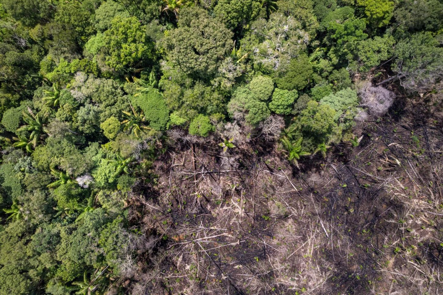 Pará reduz em 26% alertas de desmatamento e atinge menor índice desde 2018