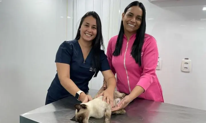 Castramóvel abre 100 novas vagas para castração gratuita de gatos em Santarém
