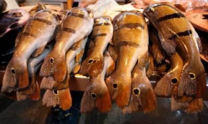 Com contratos de até R$ 50 mil, ação entre Emater e Basa destrava crédito para pescadores, indígenas e assentados no Baixo Amazonas
