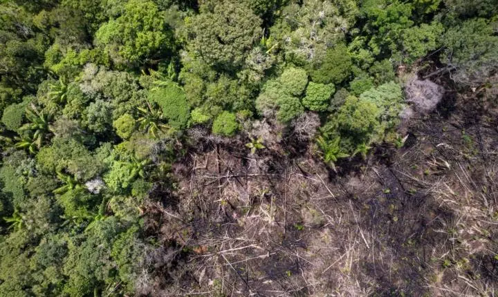 Pará reduz em 26% alertas de desmatamento e atinge menor índice desde 2018