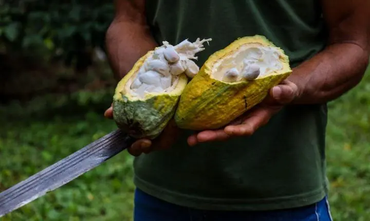 PlanBio posiciona o Pará como referência nacional na construção da bioeconomia amazônica
